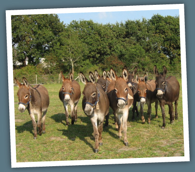 Baudet de Poitou donkeys