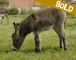 Sold: Florence, miniature donkey