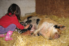 Kune Kune pig with piglets