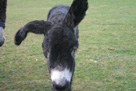 Sylvie 3 days old - I just haven't got the hang of ears yet