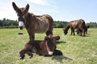 Baudet du Poitou donkeys