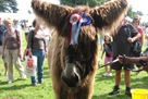 Nestor crowned in glory at his first show