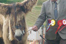 Nestor winning first place in the Rare Breed Donkey Class at Ellingham show 2010