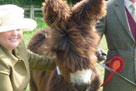 Amelie stealing the day at the Southern Counties Show 2011