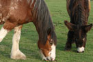 Dylan wondering if he's a giant donkey, how do they describe his friend Amber?