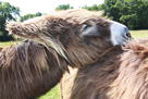 Donkeys like to rest their heads.... anywheres