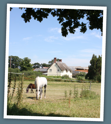 Horse in Norley Farm livery yard