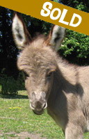 Melody, miniature donkey