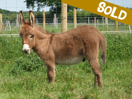 Sold: Mickey, miniature donkey