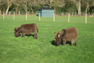 Miniature donkey foals - Minstrel and Sparky