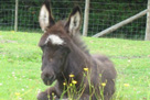 Miniature donkey foal - Spartacus (16/7/07)