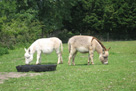 Miniature donkey foals - Smartie and Pheobe