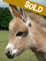 Sold: Percy Pinkerton, miniature donkey