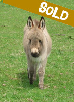 Rupert, miniature donkey