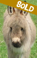 Rupert, miniature donkey