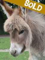 Woodstock, miniature donkey for sale